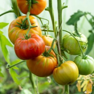 САХАРНЫЙ ПУДОВИЧОК