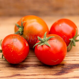 СЕРЕБРИСТАЯ ЕЛЬ