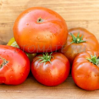 ШОКОЛАДНЫЙ ЧЕМПИОН (Dwarf Chocolate champion)