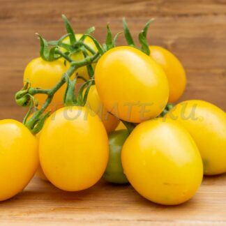 СИБИРСКИЙ АБРИКОС