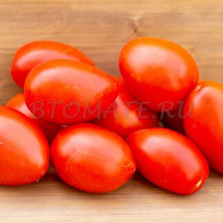 СИБИРСКИЙ КАРЛИК