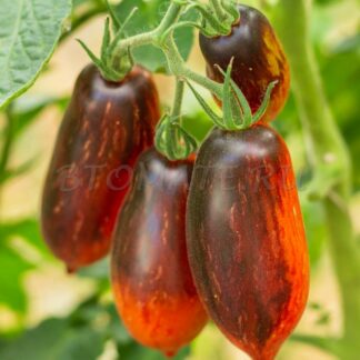 СИНЕ РОЗОВАЯ ПАНТЕРА (ANTHO PINK PANTHER, США)