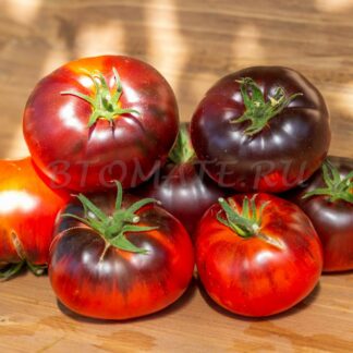 СИНИЙ ТОМ (BLUE TOM)