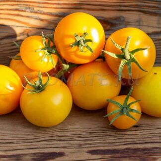 СЛАДКИЙ ПОНЧИК