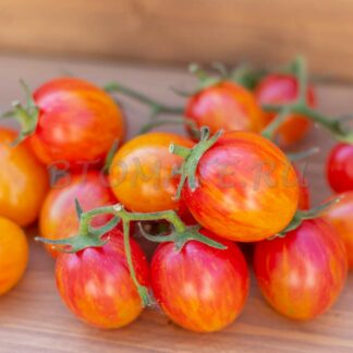 УТРЕННИЙ ШМЕЛЬ (SUNRISE BUMBLE BEE)