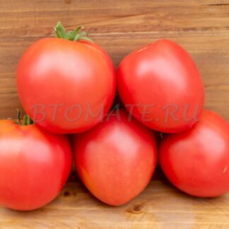 СУМАСШЕДШИЙ КАЛЛИОПА (CRAZY CALLIOPE Dwarf) США