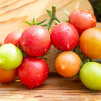 СЫЗРАНСКАЯ ПИПОЧКА