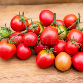 ТИТАН РОЗОВЫЙ