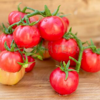 ТРЕФИ ДЕ ТОГО (Trefie de Togo)