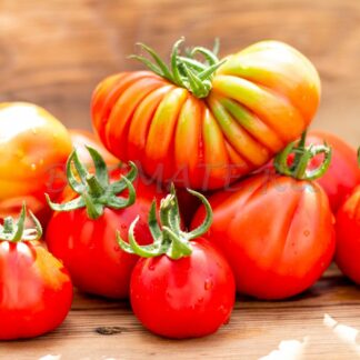 УЗЕЛОК КРАСНОЙ ШАПОЧКИ