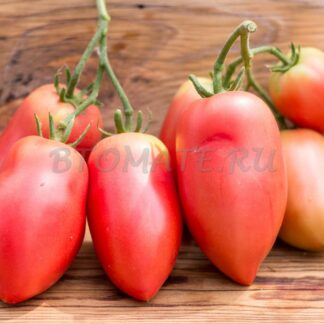 КАЛЬМАНА ВЕНГЕРСКИЙ РОЗОВЫЙ (KALMAN’S HUNGARIAN PINK) США