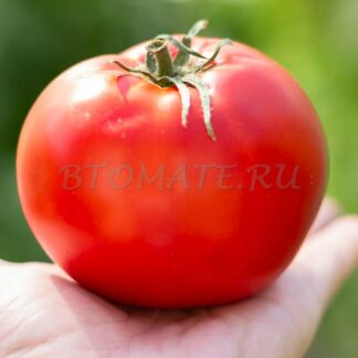 ЯБЛОЧНЫЙ ЛИПЕЦКИЙ