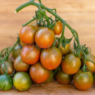 ЗЛАЯ МАСЛИНА (EVIL OLIVE, США)