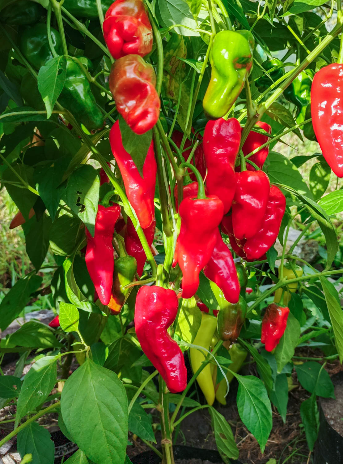 ПАДРОН — изображение 4