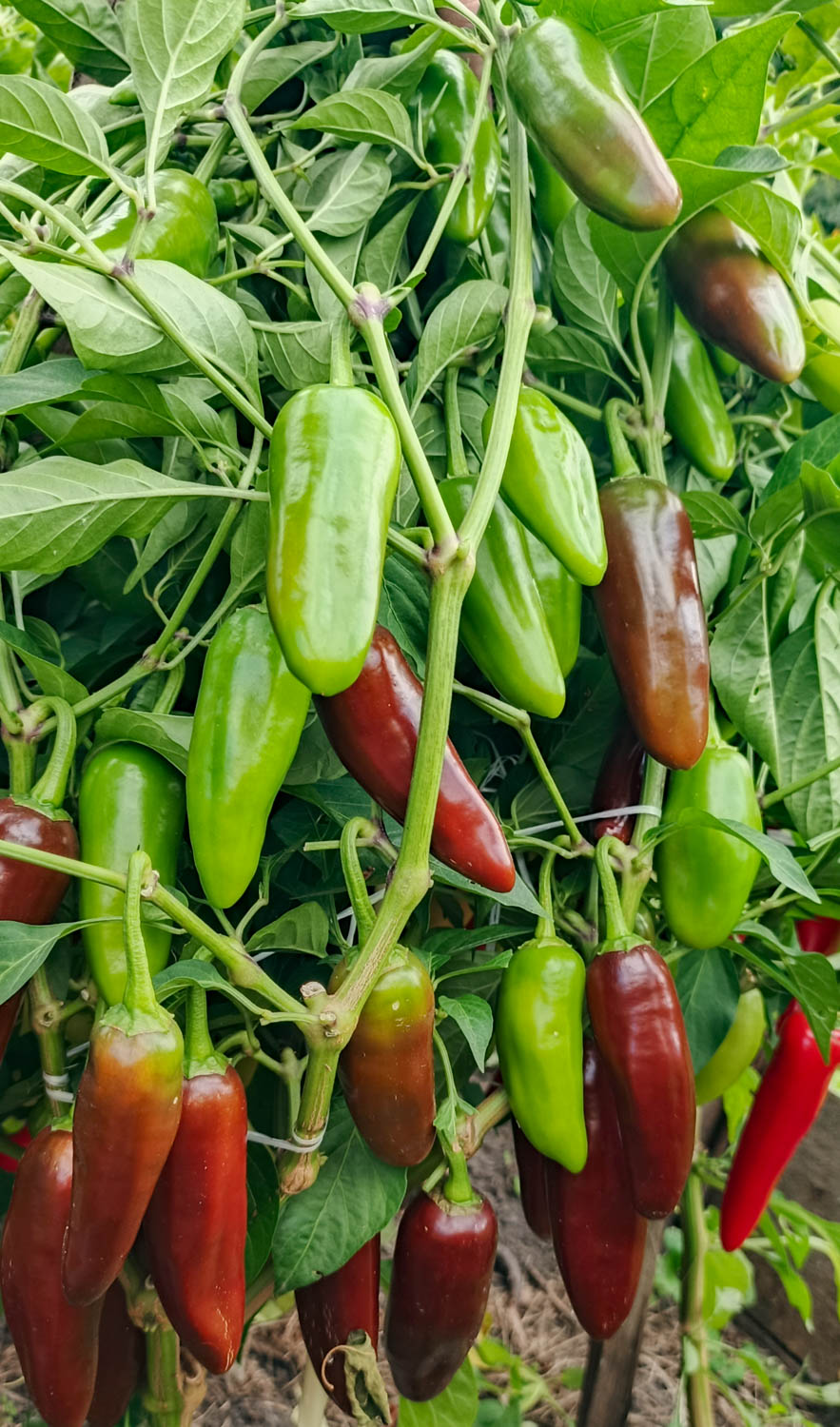 ХАЛАПЕНЬО БРАУН Jalapeno Brown — изображение 3