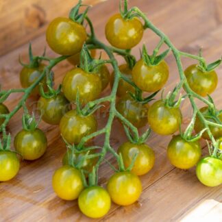 ЧЕРРИПАШКИ