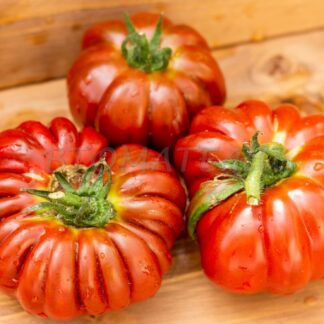 ЦВЕТОК РЕАГИР Fleur de reagir