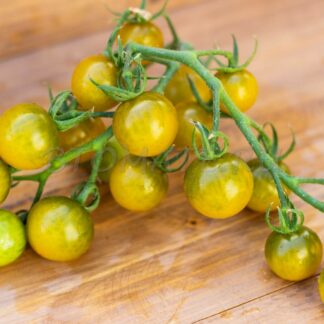 ДОКТОР ГРИН Dr Green