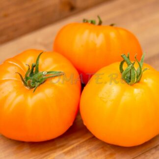 ДЖАМБО ДЖИМ ОРАНЖЕВЫЙ Jumbo Jim Orange