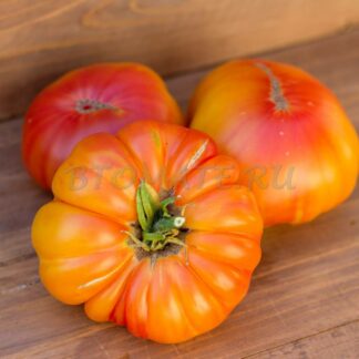 ФЕРОКОВКАЙ Dwarf Wherokowkai