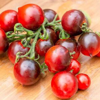 СИНИЙ КОМНАТНЫЙ                                                                                          Blaue Zimmertomate