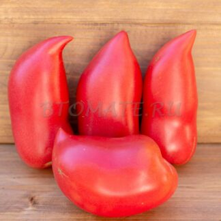 КОРЕЙСКИЙ ДЛИННОПЛОДНЫЙ