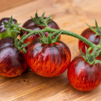 КОРОЛЕВА НОЧИ Königin der Nacht