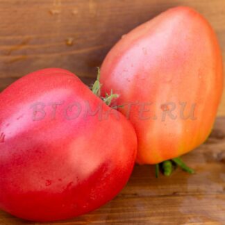 МАЛИНОВОЕ СЕРДЦЕ КАЗАХСТАНА