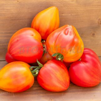 ГОРДОСТЬ МАРИНЫ Marina's Praise