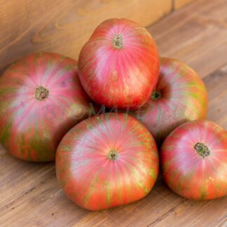 МЕТАЛЛИКА DWARF METALLICA