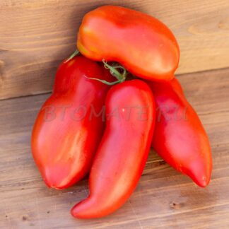 ПЕРЦЕВИДНЫЙ ДЛИННЫЙ МИНУСИНСКИЙ