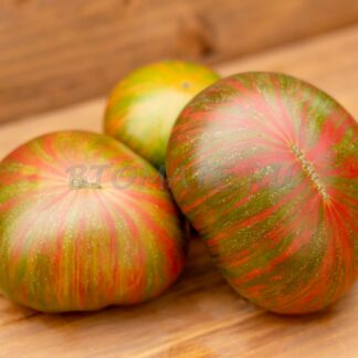 МЯТНЫЕ ПОЛОСЫ Dwarf Peppermint Stripes