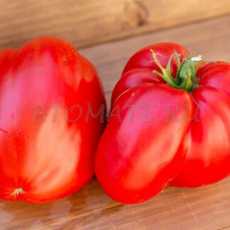 ПОЛЬСКАЯ СЛИВА ТЁТУШКИ СВАРЛО