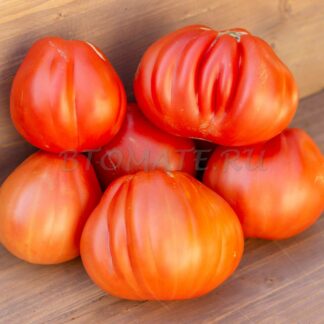 ПОМИДОР МОНАХИНЬ И МОНАХОВ Pomodoro di Suore e Frati