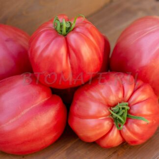 РЕБРИСТЫЙ ЭУГАНСКИХ ХОЛМОВ Costoluto Colli Euganei