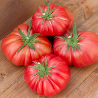 РОЗА ПЛЕ Rosa Ple