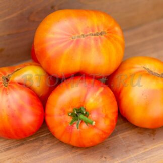 РУССКИЙ ВИХРЬ Dwarf Russian Swirl