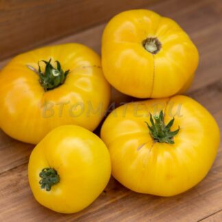 САММЕРТАЙМ ГОЛД DWARF SUMMERTIME GOLD