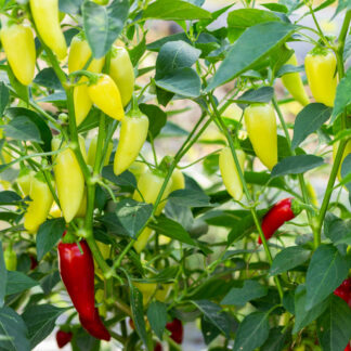 САНТА ФЕ ГРАНДЕ Santa fe Grande