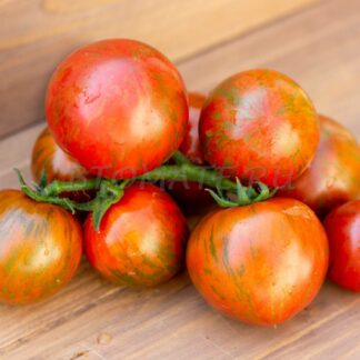 САРАНДИПИТИ DWARF SARANDIPITY