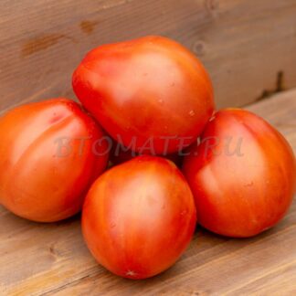 СЕРДЦЕ ЛЬВА