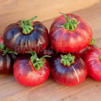 СИНЯЯ АВРОРА Aurora Blue