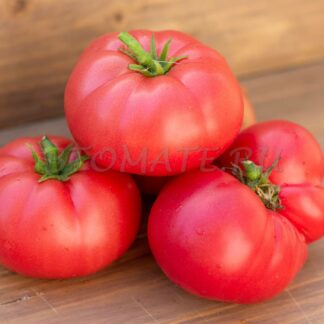 УКУС ЗМЕИ Dwarf Snakebite