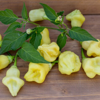 ЖГУЧИЙ БЛОНДИН