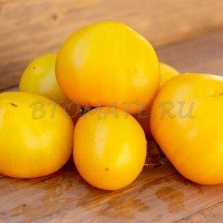 ЗОЛОТОЕ СЕРДЦЕ Dwarf Golden Heart