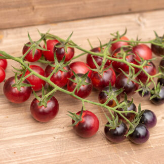 АНТО ВАЙОЛЕТ РОТ  Antho violet rot