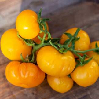 БУНДЕВИЧЕ Bundevice