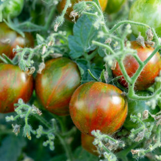 ДАРК СТРАЙП МИКРО Dark stripe micro dwarf