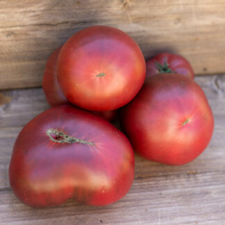 ФИОЛЕТОВАЯ ИМПЕРИЯ Dwarf Purple Reign