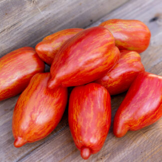 КАМЕНИСТЫЙ РУЧЕЙ КРАПЧАТЫЙ Dwarf Stony brook Speckled